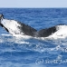 whale_humpback_h_00093_dom2129.jpg